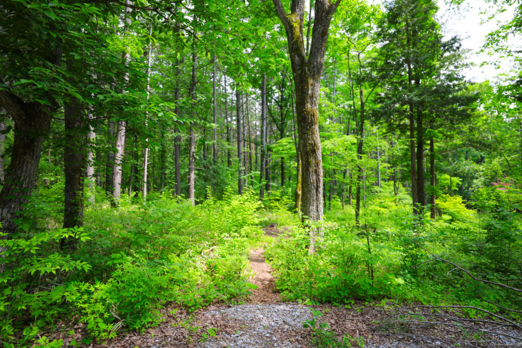 ソロサイト_入口_FUMONキャンプ場（長野県 諏訪 原村 八ヶ岳の麓）